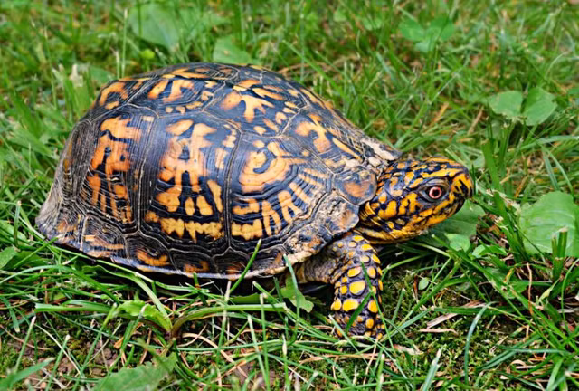 Hoang hon sinh vat song lom ngom bo ra khi bat nap mo co 2.000 tuoi-Hinh-6