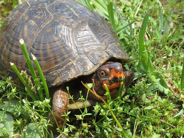 Hoang hon sinh vat song lom ngom bo ra khi bat nap mo co 2.000 tuoi-Hinh-8