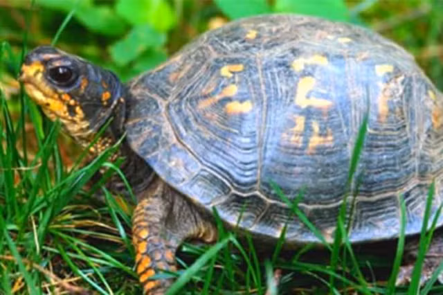 Hoang hon sinh vat song lom ngom bo ra khi bat nap mo co 2.000 tuoi-Hinh-7