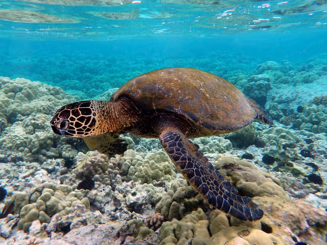 Can canh rua quy hiem sa luoi o Hue-Hinh-2