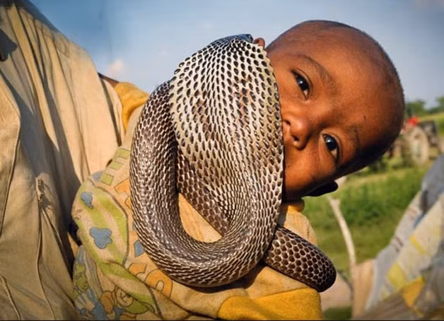 Den tham bo toc song chung voi ran ho mang cuc doc-Hinh-9