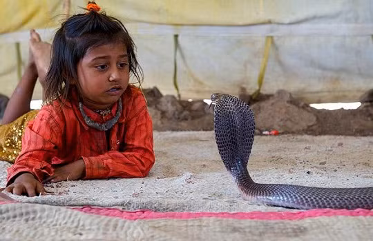 Den tham bo toc song chung voi ran ho mang cuc doc-Hinh-3