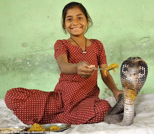 Den tham bo toc song chung voi ran ho mang cuc doc-Hinh-10