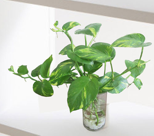Loạt cây lọc sạch không khí, trồng trong nhà giúp bạn dễ chịu, ngủ ngon - Hình 12 Loat cay loc sach khong khi, trong trong nha giup ban de chiu, ngu ngon-Hinh-12