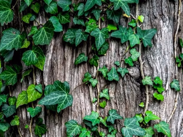 Loat cay loc sach khong khi, trong trong nha giup ban de chiu, ngu ngon-Hinh-5