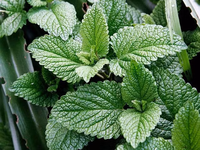 Loat cay loc sach khong khi, trong trong nha giup ban de chiu, ngu ngon-Hinh-8