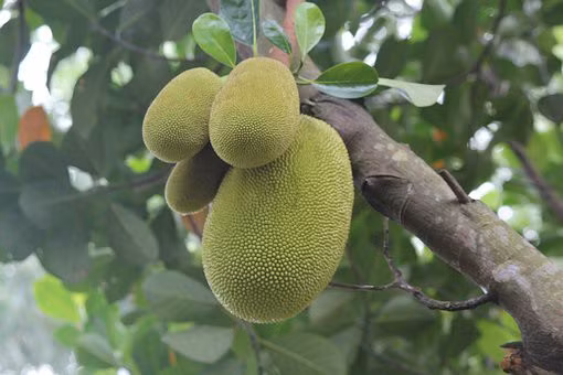 Độc lạ những món ăn siêu ngon chế biến từ quả mít non - Hình 4 Doc la nhung mon an sieu ngon che bien tu qua mit non-Hinh-4