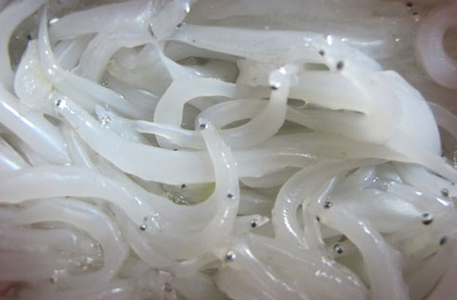 Những món ngon "không chê vào đâu" được chế biến từ cá ngần sông Đà Nhung mon ngon