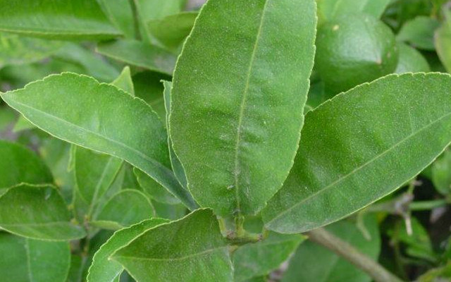 Ích lợi kỳ diệu của lá chanh mà bạn không biết - Hình 2 Ich loi ky dieu cua la chanh ma ban khong biet-Hinh-2