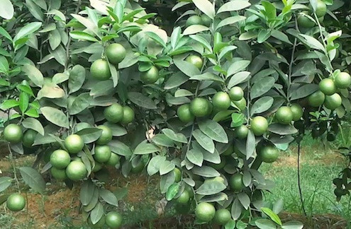 Ích lợi kỳ diệu của lá chanh mà bạn không biết - Hình 3 Ich loi ky dieu cua la chanh ma ban khong biet-Hinh-3