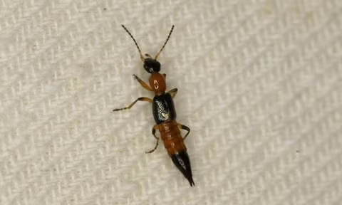 Bac si chi cach xu ly va phong tranh kien ba khoang khi vao mua-Hinh-3