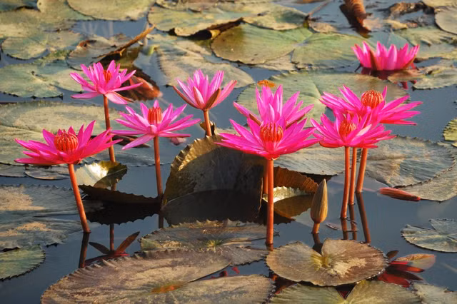 La mieng mon ngon tu bong sung – dac san dan da dong que-Hinh-4