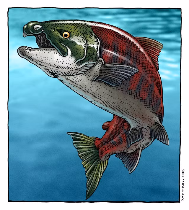 Ca hoi quai vat Oncorhynchus rastrosus co rang nanh het ma ca rong-Hinh-5