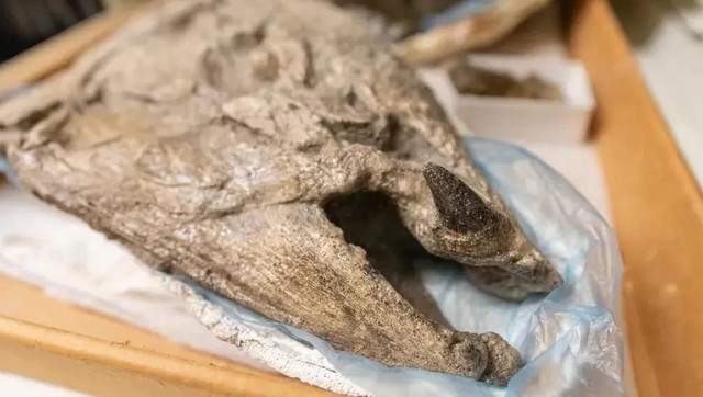 Cá hồi quái vật Oncorhynchus rastrosus có răng nanh hệt ma cà rồng - Hình 2 Ca hoi quai vat Oncorhynchus rastrosus co rang nanh het ma ca rong-Hinh-2