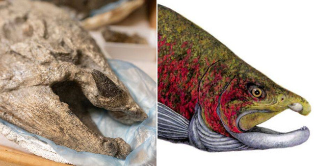 Cá hồi quái vật Oncorhynchus rastrosus có răng nanh hệt ma cà rồng - Hình 6 Ca hoi quai vat Oncorhynchus rastrosus co rang nanh het ma ca rong-Hinh-6