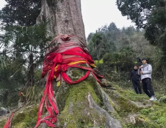 Vi sao khong ai dam trong cay Kim To Nam Moc?-Hinh-2