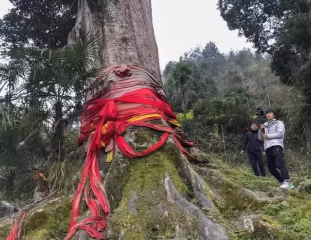 Vi sao khong ai dam trong cay Kim To Nam Moc?-Hinh-2