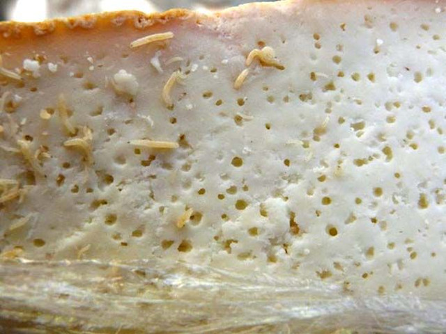 Kinh dị món phô mai lúc nhúc giòi là đặc sản ở Ý - Hình 11 Kinh di mon pho mai luc nhuc gioi la dac san o Y-Hinh-11