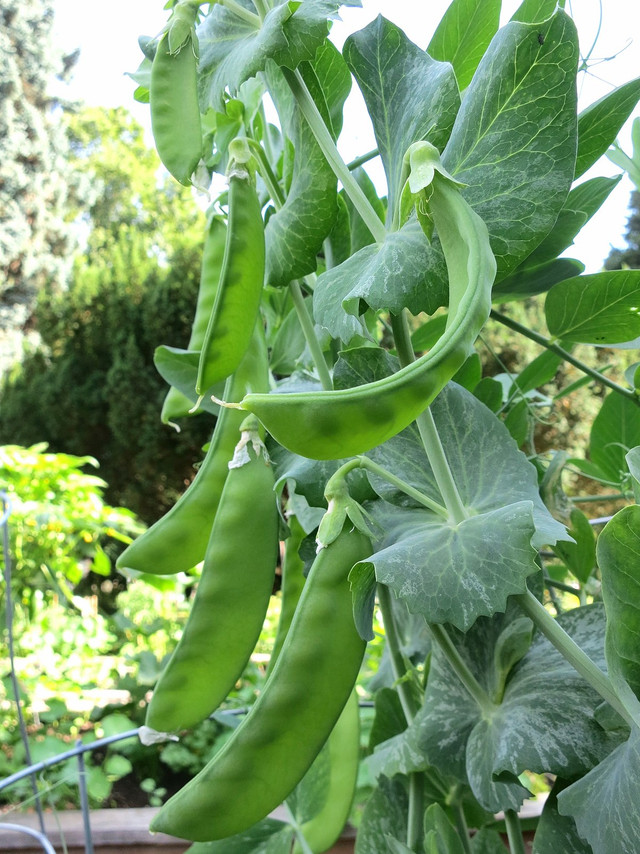 Món ăn giúm chị em xoá tan nếp nhăn, ngày càng trẻ đẹp Mon an gium chi em xoa tan nep nhan, ngay cang tre dep