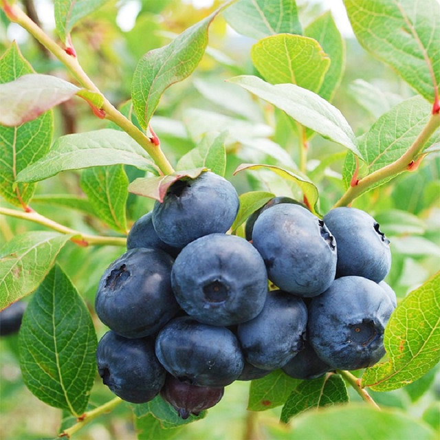 Diem mat 4 loai qua kho rua sach, day doc to va ky sinh trung-Hinh-15