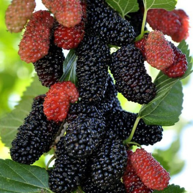 Diem mat 4 loai qua kho rua sach, day doc to va ky sinh trung-Hinh-9