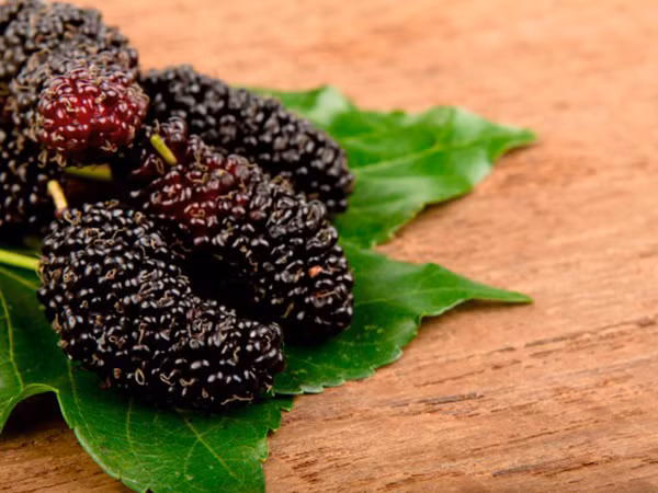 Diem mat 4 loai qua kho rua sach, day doc to va ky sinh trung