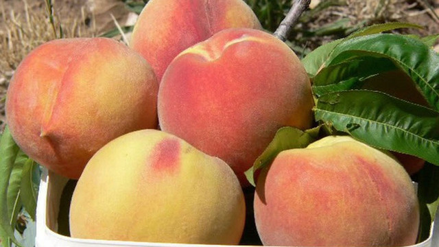 Diem mat 4 loai qua kho rua sach, day doc to va ky sinh trung-Hinh-5