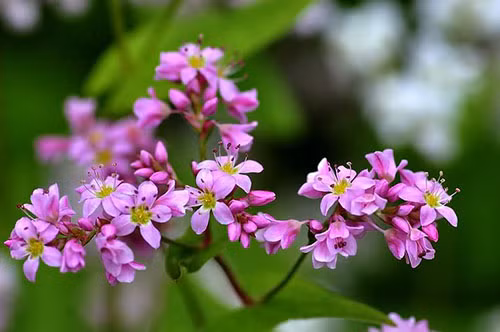 Nhung mon an ngon tuyet tu cac loai hoa rung-Hinh-10