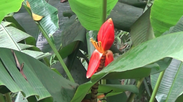 Nhung mon an ngon tuyet tu cac loai hoa rung-Hinh-6