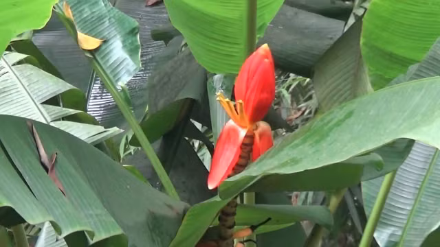 Nhung mon an ngon tuyet tu cac loai hoa rung-Hinh-6