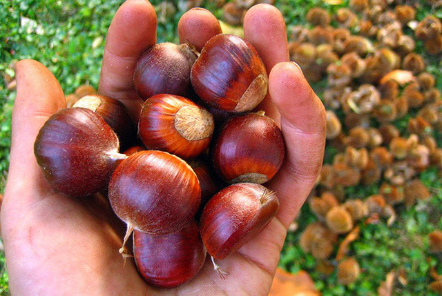 Thực phẩm mùa đông giúp tăng cường sinh lý phái mạnh - Hình 2 Thuc pham mua dong giup tang cuong sinh ly phai manh-Hinh-2