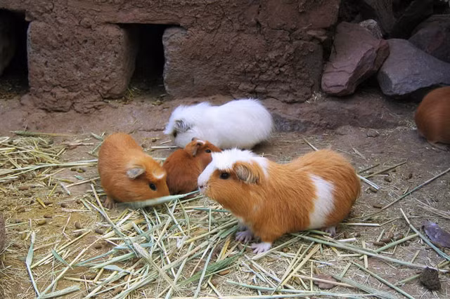 Mon chuot lang nuong kinh di cua Peru khong phai ai cung dam an-Hinh-6