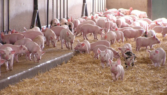 Giá heo hơi hôm nay 27/5/2019: Giá heo giảm ở 3 miền, có nơi còn 26.000 đồng/kg - Hình 2 Gia heo hoi hom nay 27/5/2019: Gia heo giam o 3 mien, co noi con 26.000 dong/kg-Hinh-2