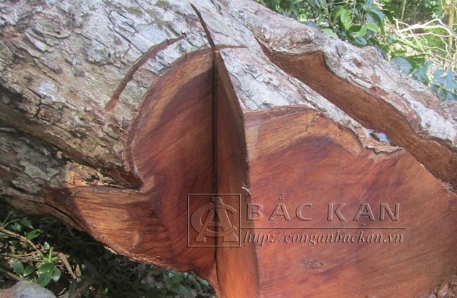 Điều tra vụ phá rừng nghiến nghiêm trọng tại rừng phòng hộ ở Bắc Kạn - Hình 2 Dieu tra vu pha rung nghien nghiem trong tai rung phong ho o Bac Kan-Hinh-2