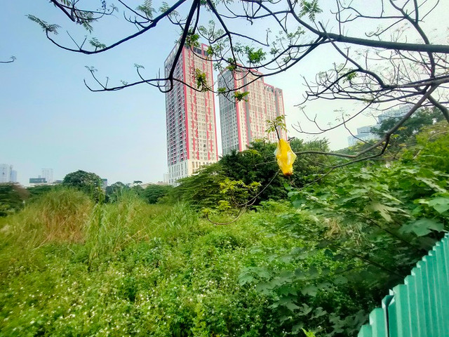 Cỏ hoang phủ đầy trên 'đất vàng' Constrexim Complex ở Hà Nội - Hình 16 Co hoang phu day tren 'dat vang' Constrexim Complex o Ha Noi-Hinh-16