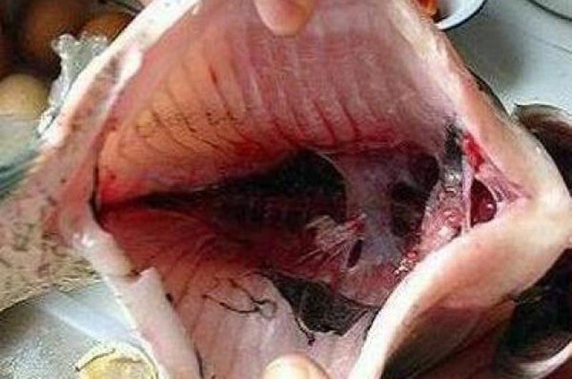 Ăn cá nhất định phải bỏ bộ phận này nếu không muốn mang bệnh - Hình 7 An ca nhat dinh phai bo bo phan nay neu khong muon mang benh-Hinh-7