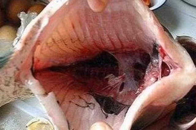 An ca nhat dinh phai bo bo phan nay neu khong muon mang benh-Hinh-7