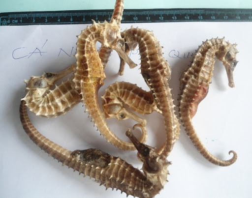 Chế biến cá ngựa sao để tăng cường sức mạnh quý ông? Che bien ca ngua sao de tang cuong suc manh quy ong?