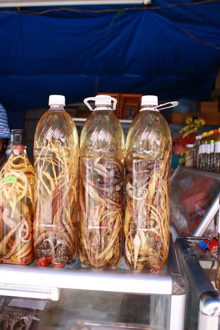 Dùng “rồng cường dương” bồi bổ cho quý ông sao cho hiệu quả? - Hình 9 Dung “rong cuong duong” boi bo cho quy ong sao cho hieu qua?-Hinh-9