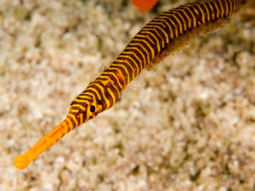 Dùng “rồng cường dương” bồi bổ cho quý ông sao cho hiệu quả? - Hình 11 Dung “rong cuong duong” boi bo cho quy ong sao cho hieu qua?-Hinh-11