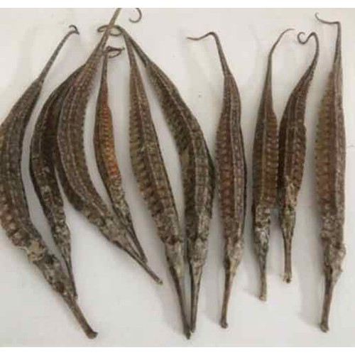 Dùng “rồng cường dương” bồi bổ cho quý ông sao cho hiệu quả? - Hình 2 Dung “rong cuong duong” boi bo cho quy ong sao cho hieu qua?-Hinh-2