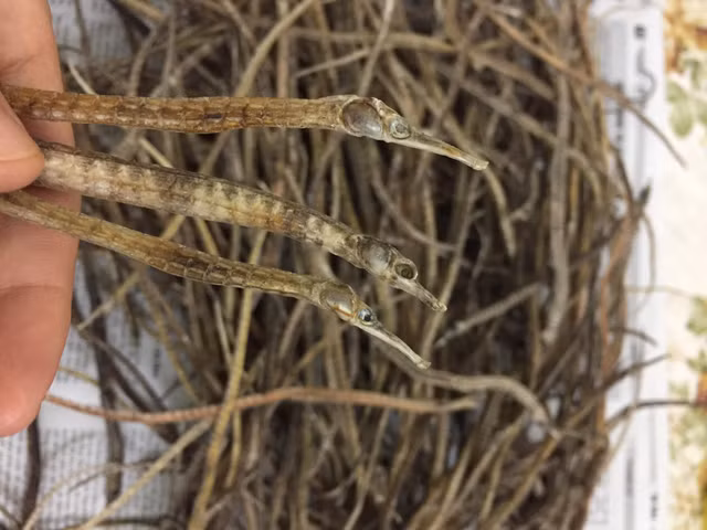 Dung “rong cuong duong” boi bo cho quy ong sao cho hieu qua?-Hinh-10