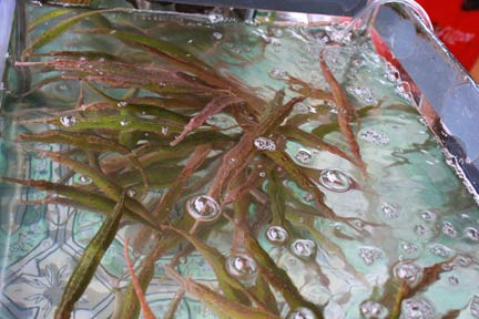 Dùng “rồng cường dương” bồi bổ cho quý ông sao cho hiệu quả? - Hình 3 Dung “rong cuong duong” boi bo cho quy ong sao cho hieu qua?-Hinh-3