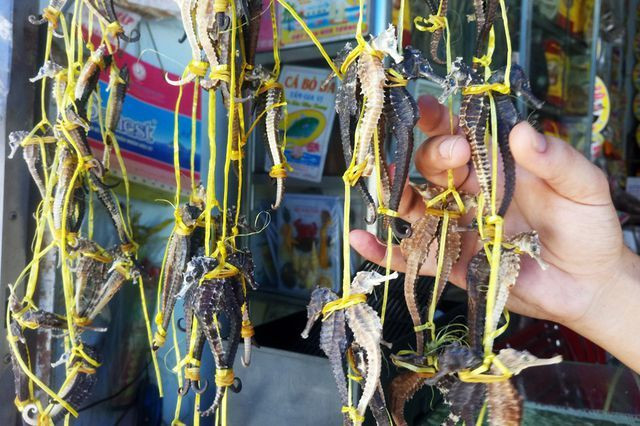 Đại gia vung tiền săn món ăn này vì có công hiệu hơn cả Viagra - Hình 10 Dai gia vung tien san mon an nay vi co cong hieu hon ca Viagra-Hinh-10