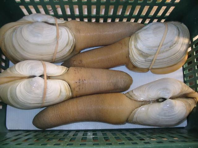 Đại gia vung tiền săn món ăn này vì có công hiệu hơn cả Viagra - Hình 3 Dai gia vung tien san mon an nay vi co cong hieu hon ca Viagra-Hinh-3