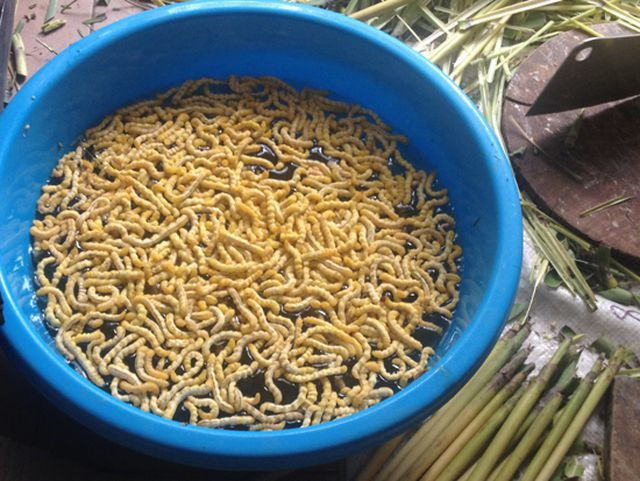 Đại gia vung tiền săn món ăn này vì có công hiệu hơn cả Viagra - Hình 9 Dai gia vung tien san mon an nay vi co cong hieu hon ca Viagra-Hinh-9