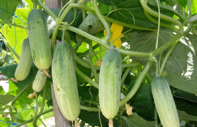 Luu y nhung rau cu “tam” hoa chat doc hai-Hinh-4