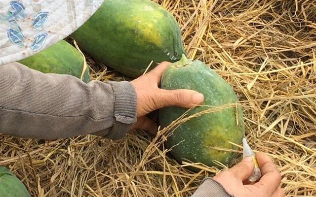 Lưu ý những rau củ “tẩm” hóa chất độc hại - Hình 9 Luu y nhung rau cu “tam” hoa chat doc hai-Hinh-9