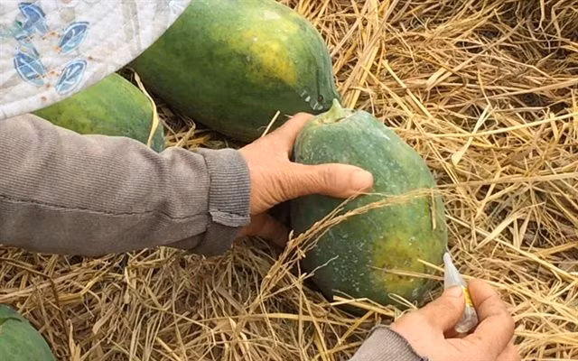 Luu y nhung rau cu “tam” hoa chat doc hai-Hinh-9