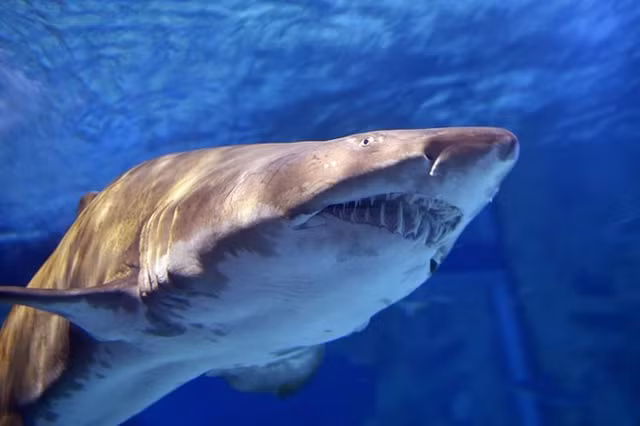 Biet gi ve loai 'thuy quai ma ca rong' o song Amazon?-Hinh-7